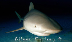 Ready for my close up Mr deMille... Bull Shark, Quintana Roo by Aileen Caffrey 